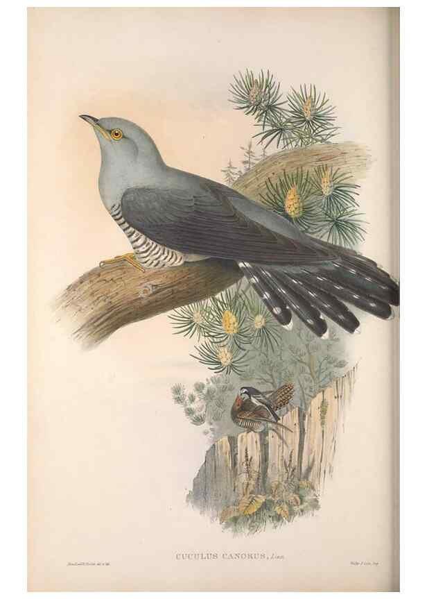 Reproducción/Reproduction 48914839746: The birds of Great Britain. London :Printed by Taylor and Francis, published by the author,1873.. 