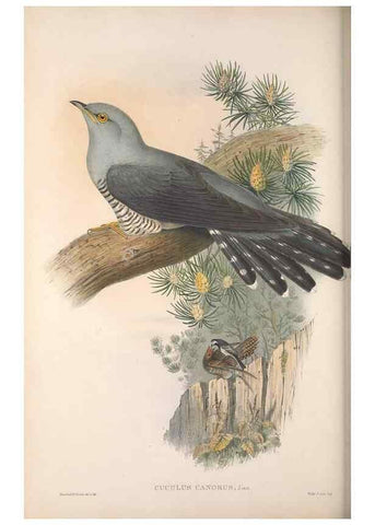 Reproducción/Reproduction 48914839746: The birds of Great Britain. London :Printed by Taylor and Francis, published by the author,1873.. 