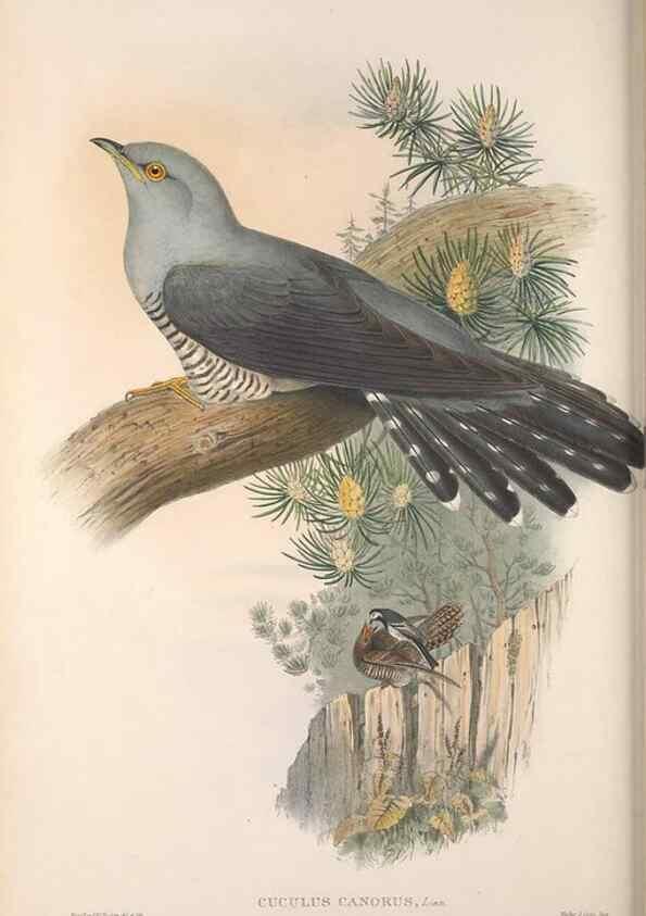 Reproducción/Reproduction 48914839746: The birds of Great Britain. London :Printed by Taylor and Francis, published by the author,1873.. 