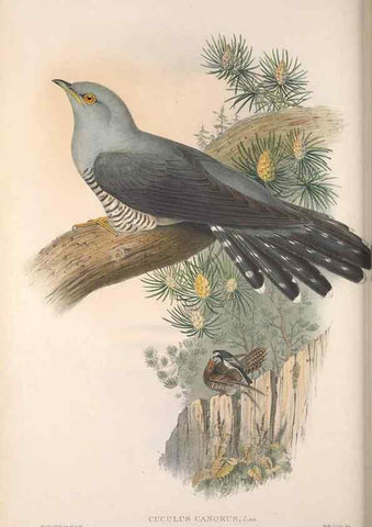 Reproducción/Reproduction 48914839746: The birds of Great Britain. London :Printed by Taylor and Francis, published by the author,1873.. 