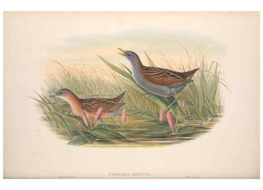 Reproducción/Reproduction 48914409708: The birds of Great Britain. London :Printed by Taylor and Francis, published by the author,1873.. 