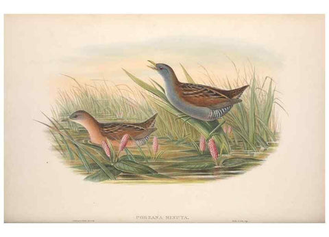 Reproducción/Reproduction 48914409708: The birds of Great Britain. London :Printed by Taylor and Francis, published by the author,1873.. 