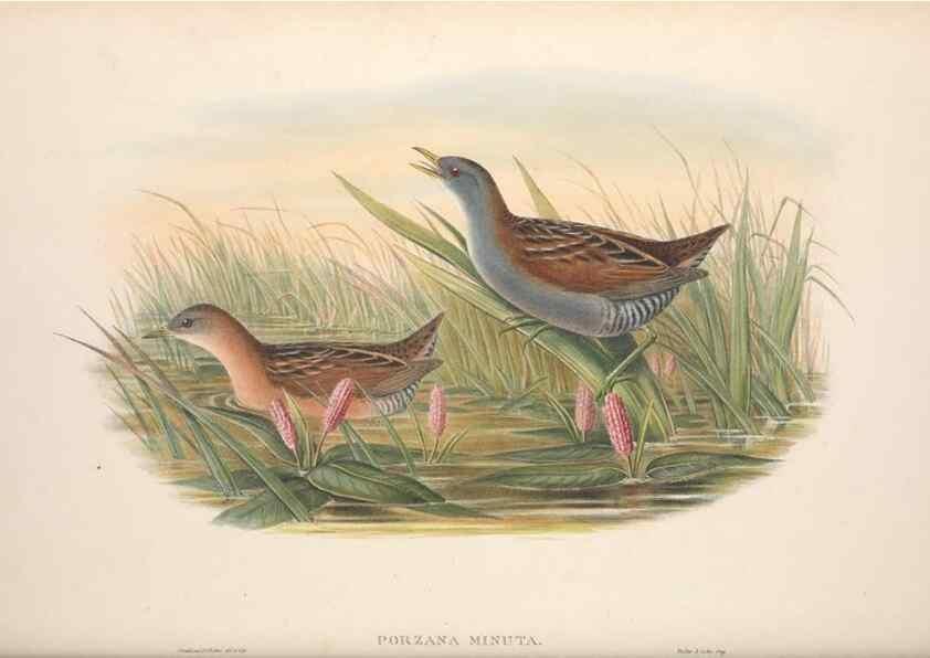 Reproducción/Reproduction 48914409708: The birds of Great Britain. London :Printed by Taylor and Francis, published by the author,1873.. 