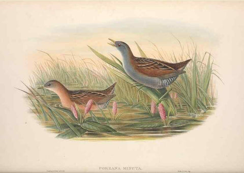 Reproducción/Reproduction 48914409708: The birds of Great Britain. London :Printed by Taylor and Francis, published by the author,1873.. 