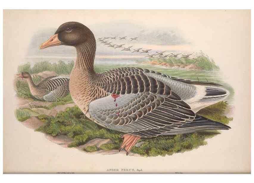 Reproducción/Reproduction 48915279592: The birds of Great Britain. London :Printed by Taylor and Francis, published by the author,1873.. 