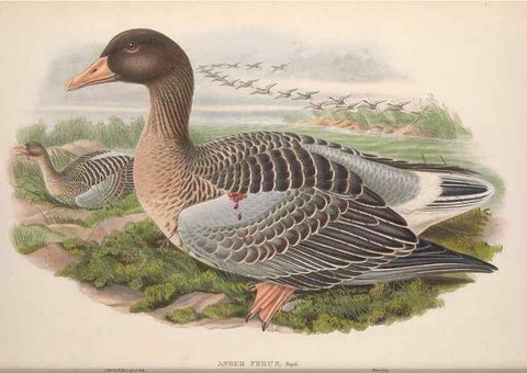 Reproducción/Reproduction 48915279592: The birds of Great Britain. London :Printed by Taylor and Francis, published by the author,1873.. 