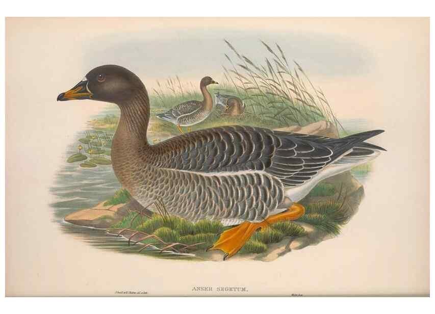 Reproducción/Reproduction 48914547743: The birds of Great Britain. London :Printed by Taylor and Francis, published by the author,1873.. 