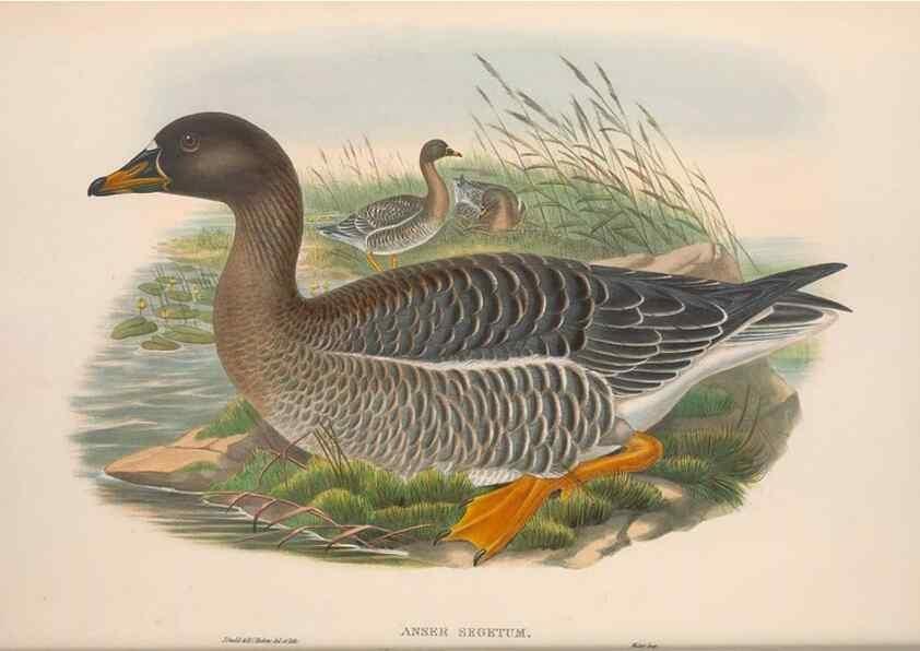 Reproducción/Reproduction 48914547743: The birds of Great Britain. London :Printed by Taylor and Francis, published by the author,1873.. 