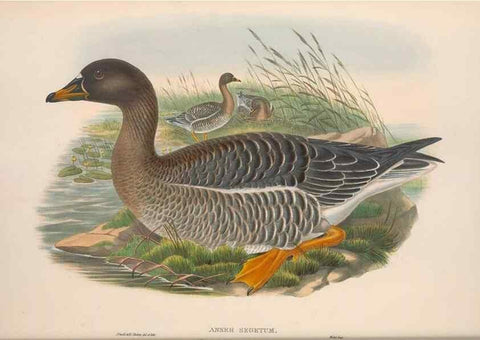 Reproducción/Reproduction 48914547743: The birds of Great Britain. London :Printed by Taylor and Francis, published by the author,1873.. 