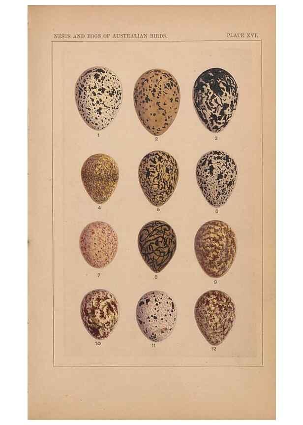 Reproducción/Reproduction 48935797862: Descriptive catalogue of the nests & eggs of birds found breeding in Australia and Tasmania /. Sydney :F.W. White, general printer,1889.. 