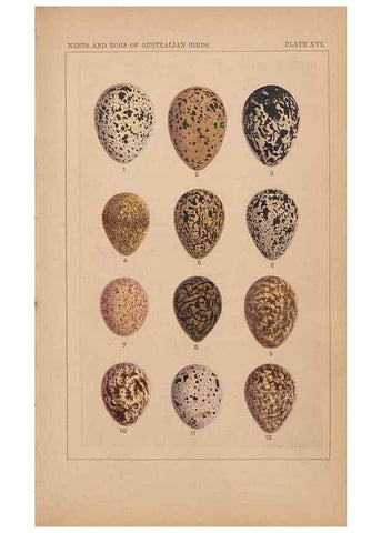 Reproducción/Reproduction 48935797862: Descriptive catalogue of the nests & eggs of birds found breeding in Australia and Tasmania /. Sydney :F.W. White, general printer,1889.. 