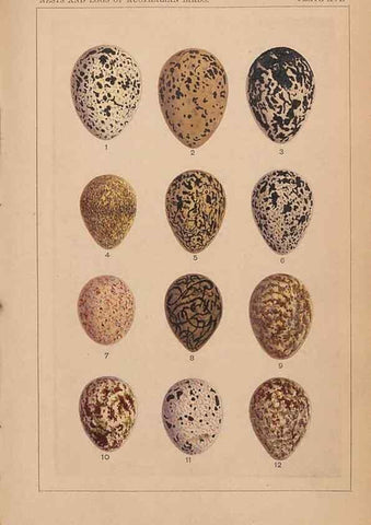 Reproducción/Reproduction 48935797862: Descriptive catalogue of the nests & eggs of birds found breeding in Australia and Tasmania /. Sydney :F.W. White, general printer,1889.. 