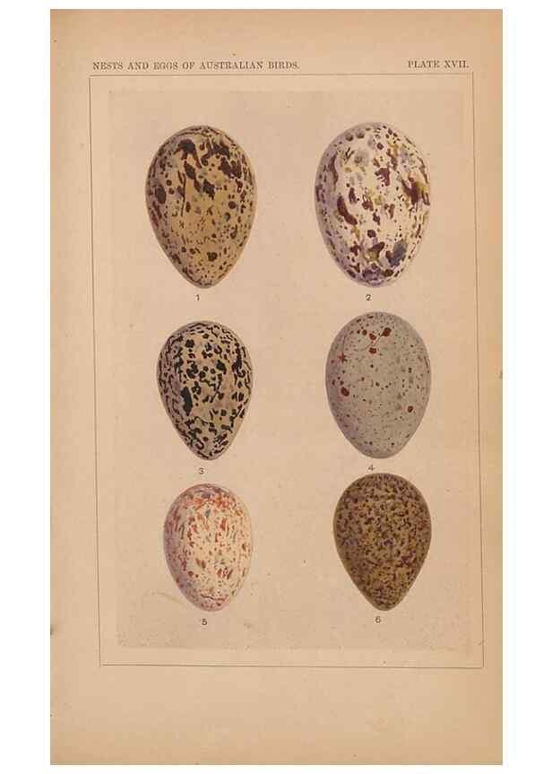 Reproducción/Reproduction 48935798222: Descriptive catalogue of the nests & eggs of birds found breeding in Australia and Tasmania /. Sydney :F.W. White, general printer,1889.. 