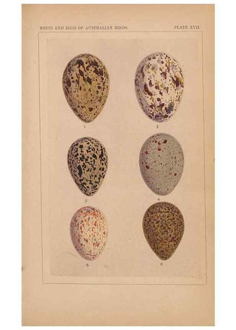 Reproducción/Reproduction 48935798222: Descriptive catalogue of the nests & eggs of birds found breeding in Australia and Tasmania /. Sydney :F.W. White, general printer,1889.. 