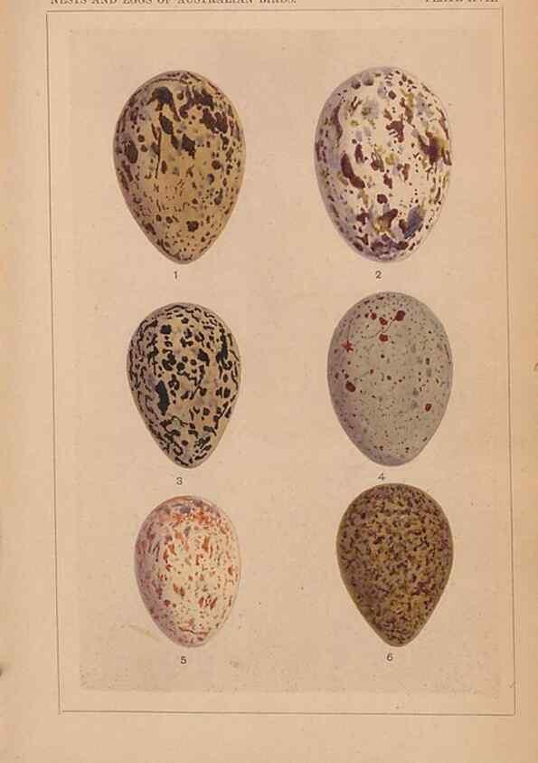 Reproducción/Reproduction 48935798222: Descriptive catalogue of the nests & eggs of birds found breeding in Australia and Tasmania /. Sydney :F.W. White, general printer,1889.. 