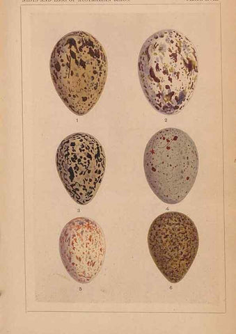 Reproducción/Reproduction 48935798222: Descriptive catalogue of the nests & eggs of birds found breeding in Australia and Tasmania /. Sydney :F.W. White, general printer,1889.. 