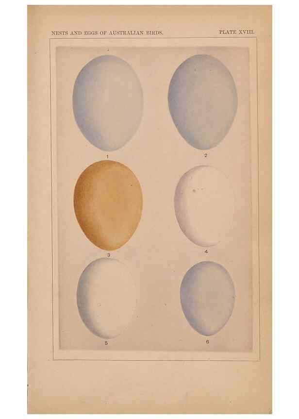 Reproducción/Reproduction 48935064548: Descriptive catalogue of the nests & eggs of birds found breeding in Australia and Tasmania /. Sydney :F.W. White, general printer,1889.. 
