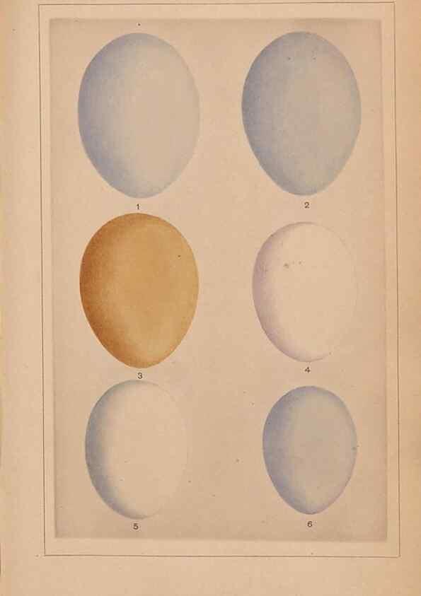 Reproducción/Reproduction 48935064548: Descriptive catalogue of the nests & eggs of birds found breeding in Australia and Tasmania /. Sydney :F.W. White, general printer,1889.. 