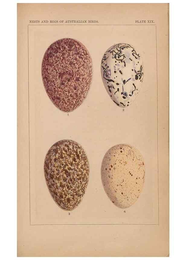Reproducción/Reproduction 48935611341: Descriptive catalogue of the nests & eggs of birds found breeding in Australia and Tasmania /. Sydney :F.W. White, general printer,1889.. 