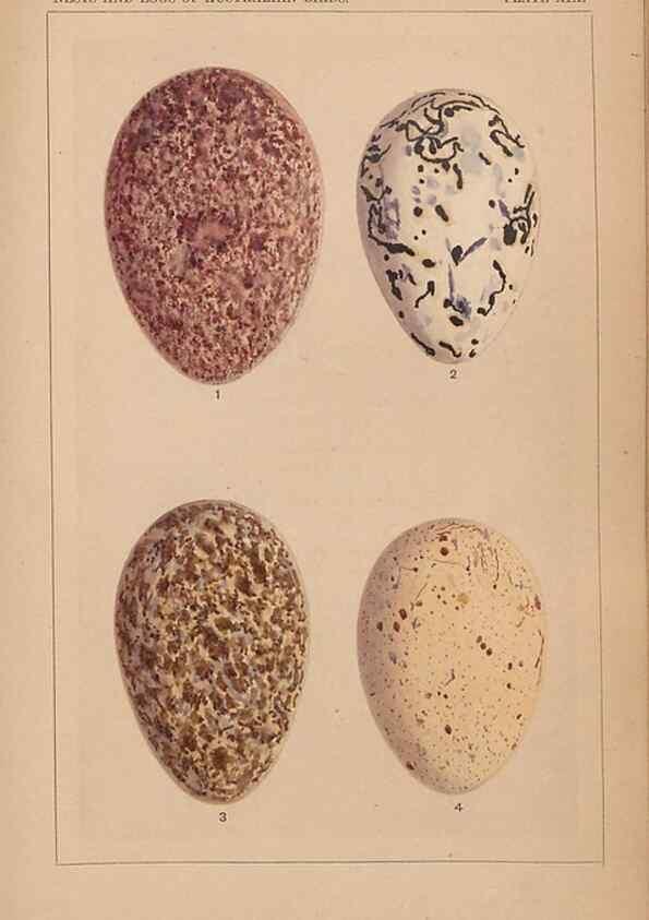 Reproducción/Reproduction 48935611341: Descriptive catalogue of the nests & eggs of birds found breeding in Australia and Tasmania /. Sydney :F.W. White, general printer,1889.. 