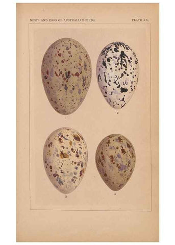 Reproducción/Reproduction 48935065258: Descriptive catalogue of the nests & eggs of birds found breeding in Australia and Tasmania /. Sydney :F.W. White, general printer,1889.. 