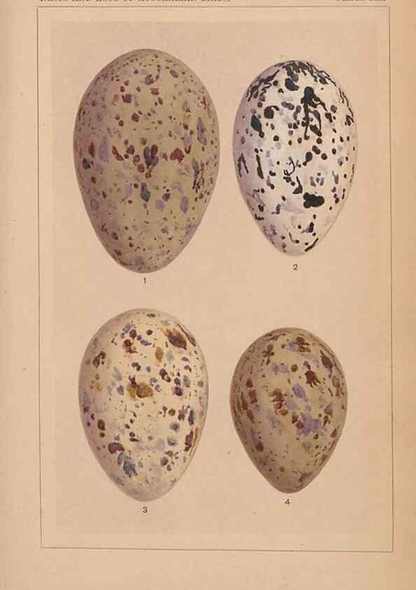 Reproducción/Reproduction 48935065258: Descriptive catalogue of the nests & eggs of birds found breeding in Australia and Tasmania /. Sydney :F.W. White, general printer,1889.. 