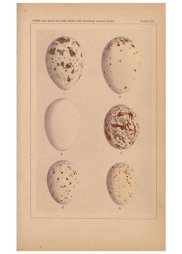 Reproducción/Reproduction 48935799632: Descriptive catalogue of the nests & eggs of birds found breeding in Australia and Tasmania /. Sydney :F.W. White, general printer,1889.. 