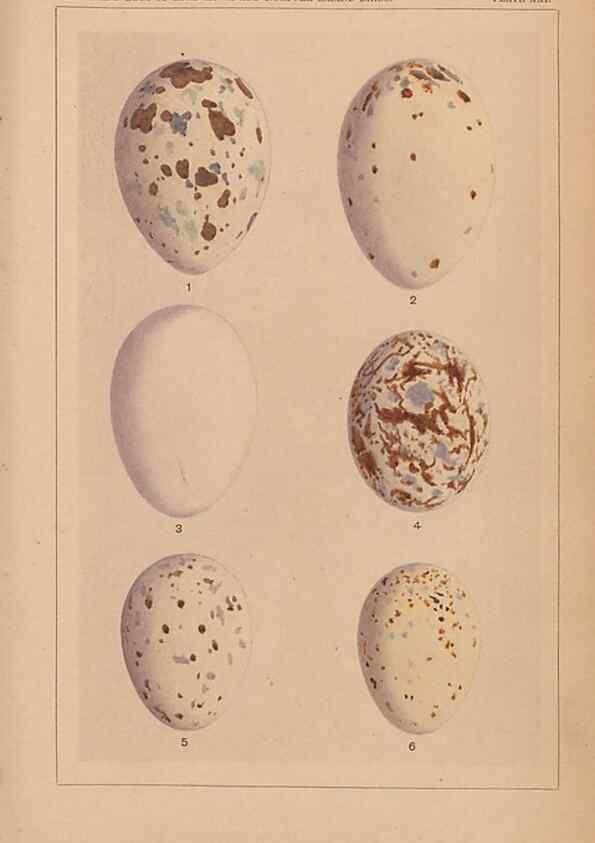 Reproducción/Reproduction 48935799632: Descriptive catalogue of the nests & eggs of birds found breeding in Australia and Tasmania /. Sydney :F.W. White, general printer,1889.. 