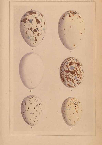 Reproducción/Reproduction 48935799632: Descriptive catalogue of the nests & eggs of birds found breeding in Australia and Tasmania /. Sydney :F.W. White, general printer,1889.. 