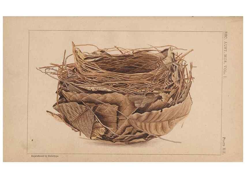 Reproducción/Reproduction 48935799952: Descriptive catalogue of the nests & eggs of birds found breeding in Australia and Tasmania /. Sydney :F.W. White, general printer,1889.. 