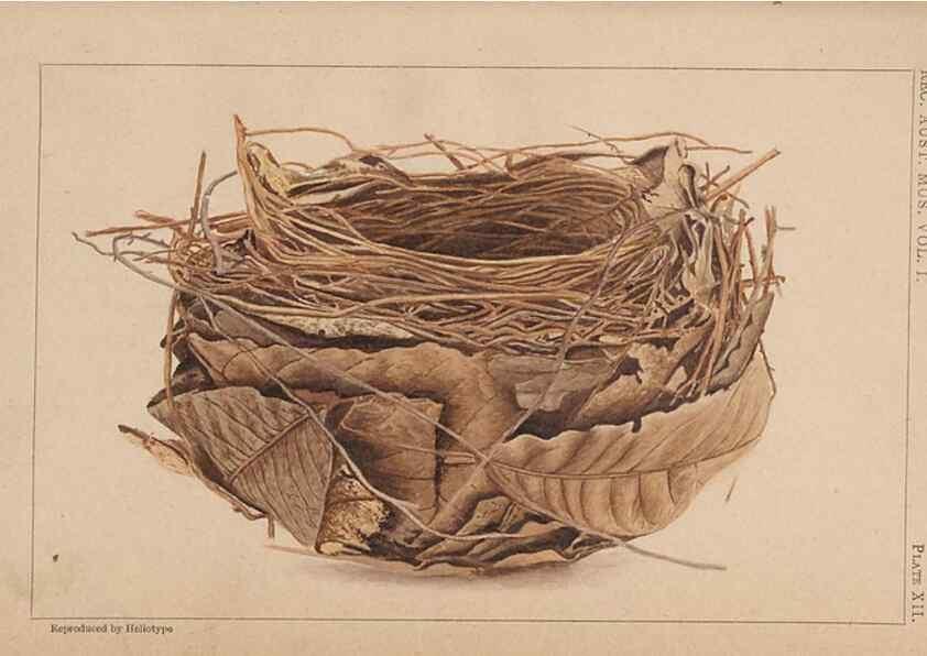 Reproducción/Reproduction 48935799952: Descriptive catalogue of the nests & eggs of birds found breeding in Australia and Tasmania /. Sydney :F.W. White, general printer,1889.. 