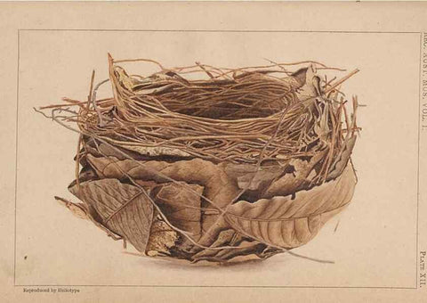 Reproducción/Reproduction 48935799952: Descriptive catalogue of the nests & eggs of birds found breeding in Australia and Tasmania /. Sydney :F.W. White, general printer,1889.. 