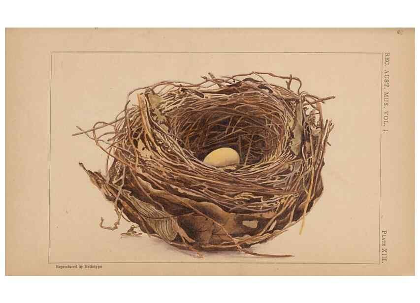 Reproducción/Reproduction 48935066278: Descriptive catalogue of the nests & eggs of birds found breeding in Australia and Tasmania /. Sydney :F.W. White, general printer,1889.. 