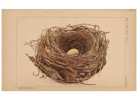 Reproducción/Reproduction 48935066278: Descriptive catalogue of the nests & eggs of birds found breeding in Australia and Tasmania /. Sydney :F.W. White, general printer,1889.. 