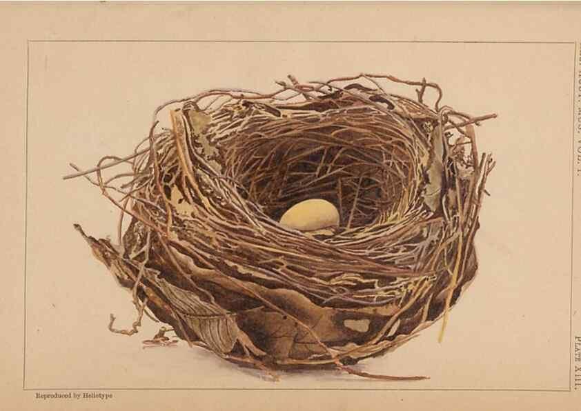 Reproducción/Reproduction 48935066278: Descriptive catalogue of the nests & eggs of birds found breeding in Australia and Tasmania /. Sydney :F.W. White, general printer,1889.. 