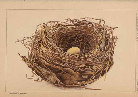 Reproducción/Reproduction 48935066278: Descriptive catalogue of the nests & eggs of birds found breeding in Australia and Tasmania /. Sydney :F.W. White, general printer,1889.. 