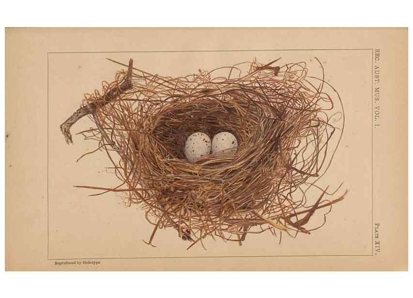 Reproducción/Reproduction 48935066628: Descriptive catalogue of the nests & eggs of birds found breeding in Australia and Tasmania /. Sydney :F.W. White, general printer,1889.. 