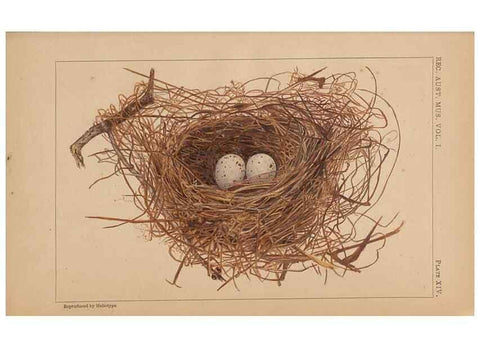 Reproducción/Reproduction 48935066628: Descriptive catalogue of the nests & eggs of birds found breeding in Australia and Tasmania /. Sydney :F.W. White, general printer,1889.. 