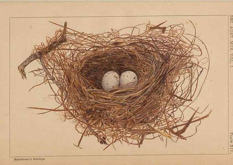 Reproducción/Reproduction 48935066628: Descriptive catalogue of the nests & eggs of birds found breeding in Australia and Tasmania /. Sydney :F.W. White, general printer,1889.. 