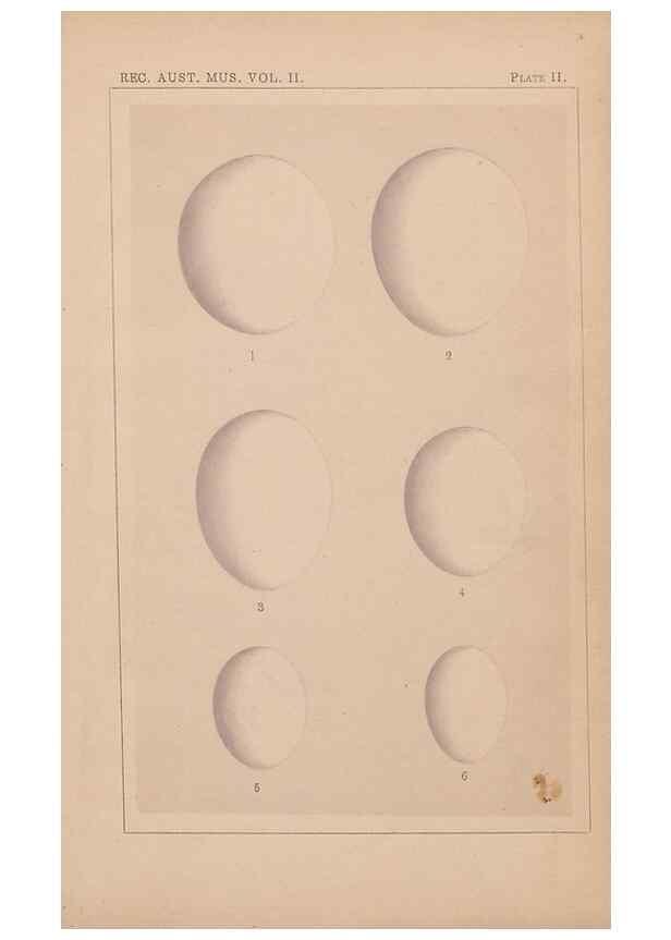 Reproducción/Reproduction 48935066993: Descriptive catalogue of the nests & eggs of birds found breeding in Australia and Tasmania /. Sydney :F.W. White, general printer,1889.. 