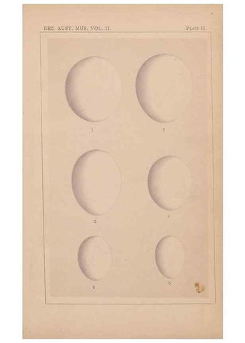 Reproducción/Reproduction 48935066993: Descriptive catalogue of the nests & eggs of birds found breeding in Australia and Tasmania /. Sydney :F.W. White, general printer,1889.. 