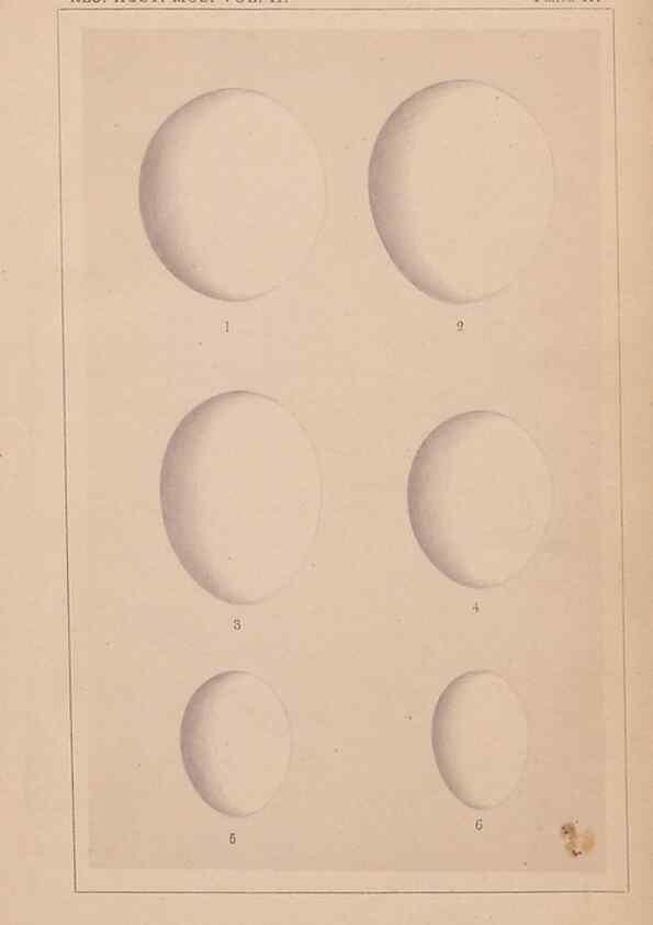 Reproducción/Reproduction 48935066993: Descriptive catalogue of the nests & eggs of birds found breeding in Australia and Tasmania /. Sydney :F.W. White, general printer,1889.. 