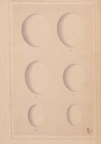 Reproducción/Reproduction 48935066993: Descriptive catalogue of the nests & eggs of birds found breeding in Australia and Tasmania /. Sydney :F.W. White, general printer,1889.. 