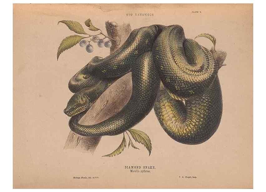 Reproducción/Reproduction 48935657671: The snakes of Australia : an illustrated and descriptive catalogue of all known species. Sydney :Govt Printer,1869.. 