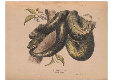 Reproducción/Reproduction 48935657671: The snakes of Australia : an illustrated and descriptive catalogue of all known species. Sydney :Govt Printer,1869.. 