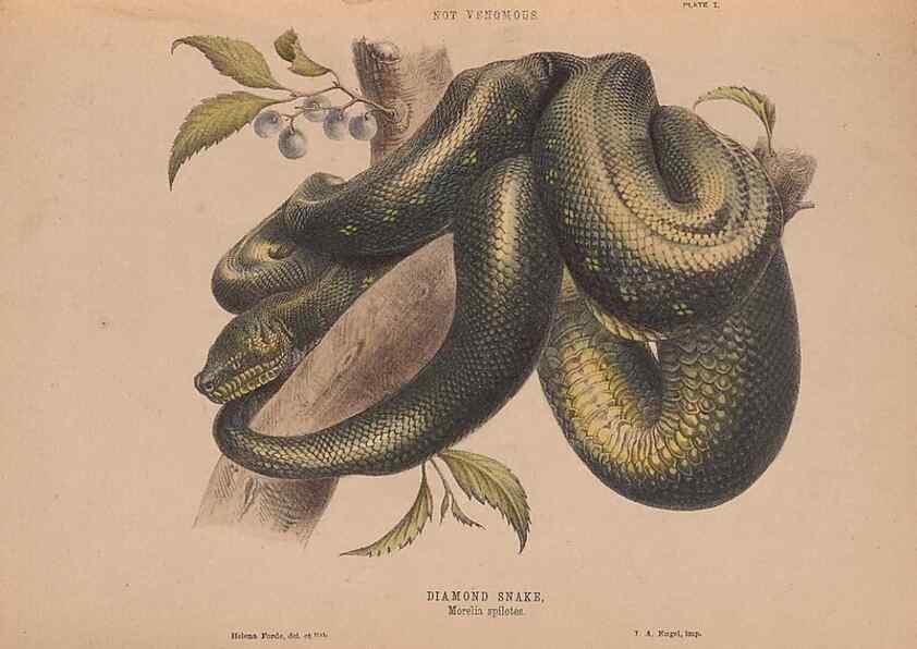 Reproducción/Reproduction 48935657671: The snakes of Australia : an illustrated and descriptive catalogue of all known species. Sydney :Govt Printer,1869.. 