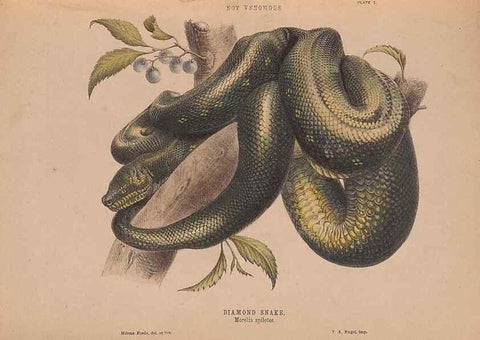 Reproducción/Reproduction 48935657671: The snakes of Australia : an illustrated and descriptive catalogue of all known species. Sydney :Govt Printer,1869.. 