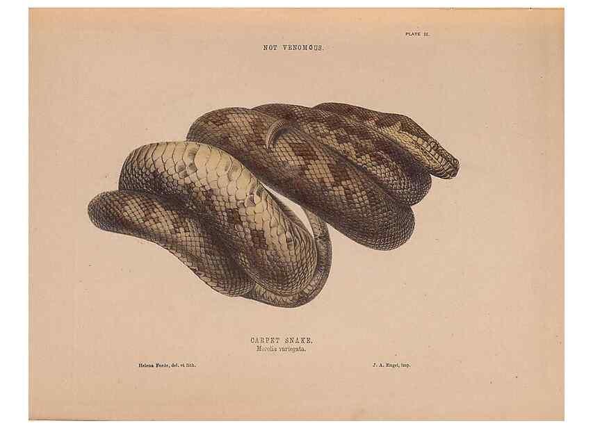 Reproducción/Reproduction 48935658106: The snakes of Australia : an illustrated and descriptive catalogue of all known species. Sydney :Govt Printer,1869.. 