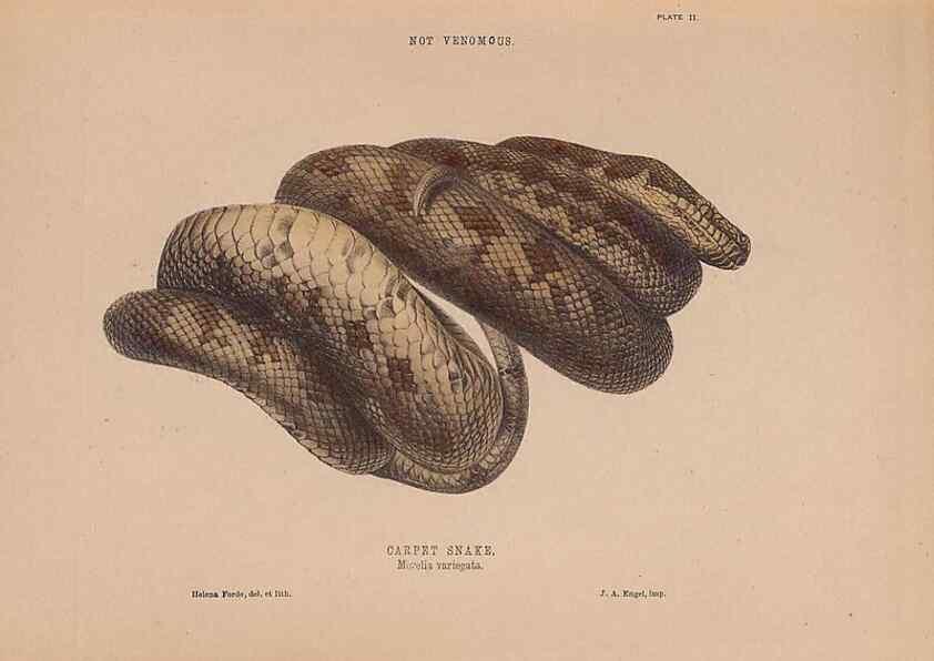 Reproducción/Reproduction 48935658106: The snakes of Australia : an illustrated and descriptive catalogue of all known species. Sydney :Govt Printer,1869.. 
