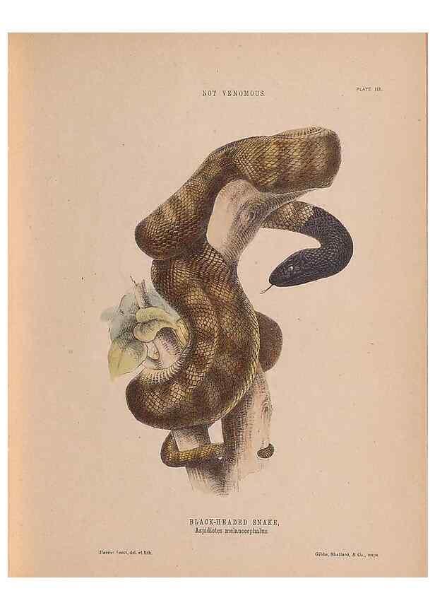 Reproducción/Reproduction 48935110713: The snakes of Australia : an illustrated and descriptive catalogue of all known species. Sydney :Govt Printer,1869.. 